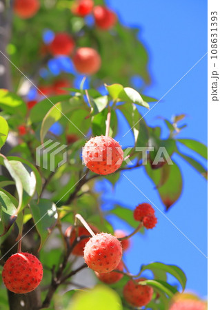常盤山法師(トキワヤマボウシ)のかわいい実 常盤山法師(トキワヤマボウシ)のかわいい実 108631393