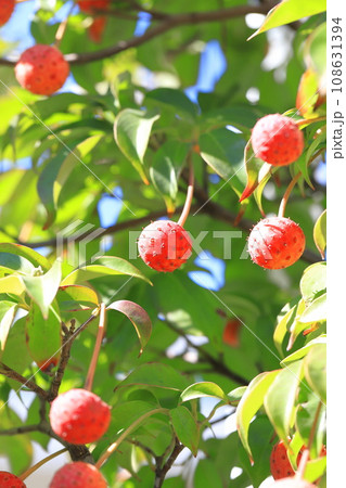 常盤山法師(トキワヤマボウシ)のかわいい実 常盤山法師(トキワヤマボウシ)のかわいい実 108631394