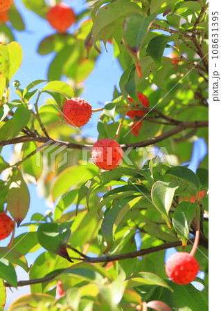 常盤山法師(トキワヤマボウシ)のかわいい実 常盤山法師(トキワヤマボウシ)のかわいい実 108631395
