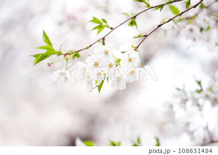White sakura flower Japanese Cherry Blossom 108631484