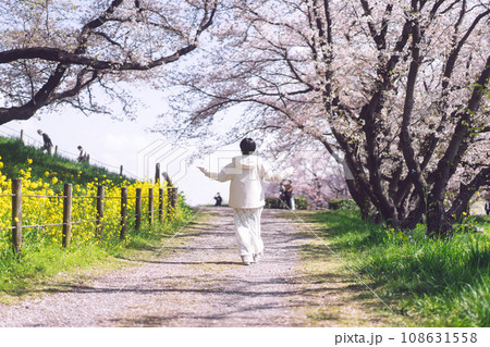 Rear view of japanese woman walking  relax in nature spring blossom Sakura tree flower background 108631558