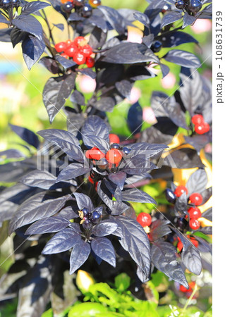 ブラックパール(観賞用トウガラシ)の実 ブラックパール(観賞用トウガラシ)の実 108631739