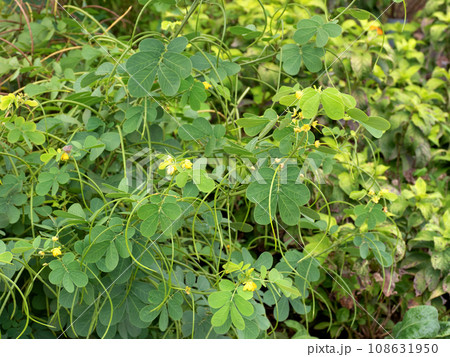 エビスグサの花 薬用植物 エビスグサの花 薬用植物 108631950