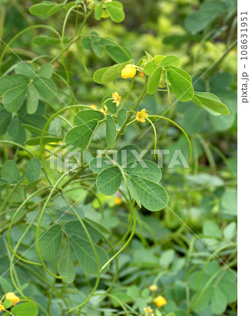 エビスグサの花　薬用植物 108631951