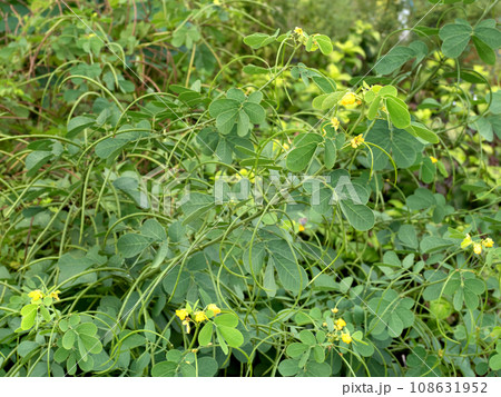 エビスグサの花　薬用植物 108631952