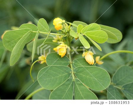 エビスグサの花 薬用植物 エビスグサの花 薬用植物 108631953