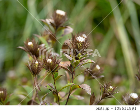 オケラ　薬用植物 108631991