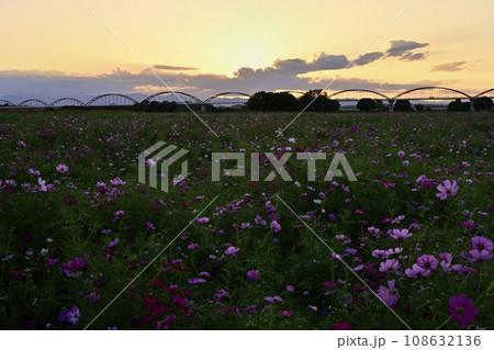 鴻巣市吹上地区荒川畔の夕照のコスモス畑に水管橋 108632136