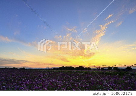 鴻巣市吹上地区荒川畔の夕照のコスモス畑に水管橋 鴻巣市吹上地区荒川畔の夕照のコスモス畑に水管橋 108632175