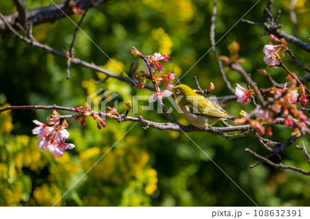 河津桜の蜜を吸うメジロ 河津桜の蜜を吸うメジロ 108632391