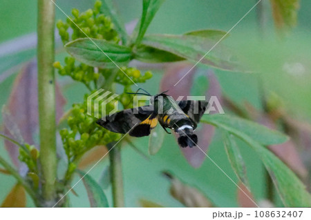 昼行性蛾　スズメガ科ホシホウジャクの吸蜜飛行 108632407