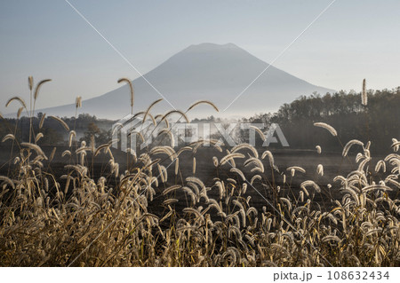 エノコログサと羊蹄山 108632434