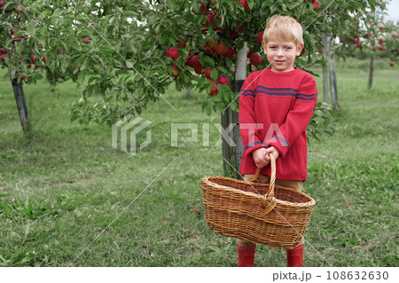 Young Child in the Apple Orchard before Harvesting. Small Toddler Boy Eating a Big Red Apple in the Fruit Garden at Fall Harvest. Basket of Apples on a Foreground. Autumn Cloudy Day, Soft Shadow. 108632630