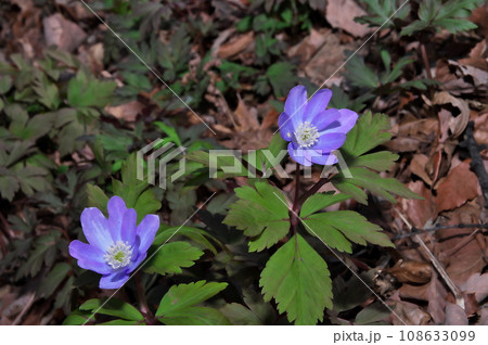 キクザキイチゲ 花 キクザキイチゲ 花 108633099