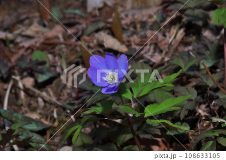 キクザキイチゲ 花 キクザキイチゲ 花 108633105