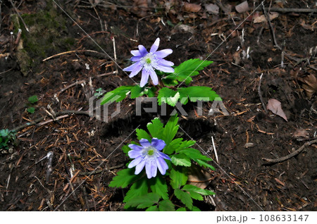 キクザキイチゲ 花 キクザキイチゲ 花 108633147