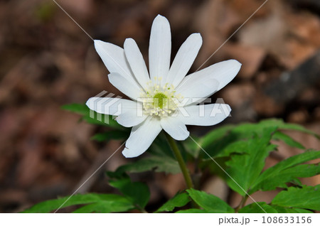 キクザキイチゲ 花 キクザキイチゲ 花 108633156