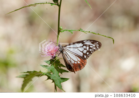 スズカアザミの蜜を吸うアサギマダラ♂ スズカアザミの蜜を吸うアサギマダラ♂ 108633410