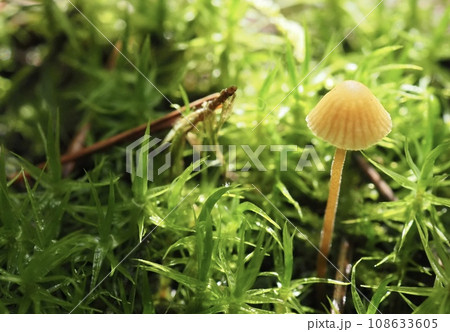 苔の中小さなきのこ　メルヘンの世界 108633605