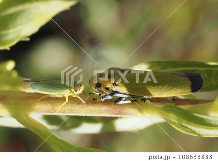 見つめあう二匹の虫 見つめあう二匹の虫 108633833