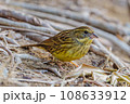 地面に降りたアオジ 108633912