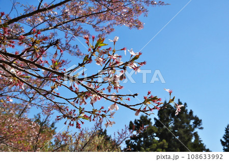 ヤマザクラ 桜 ヤマザクラ 桜 108633992