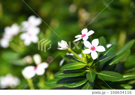 小輪のニチニチソウ 小輪のニチニチソウ 108634116