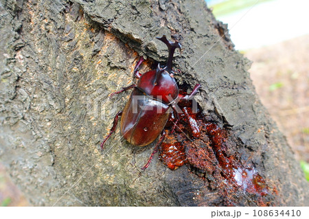 カブトムシ クワガタムシ 夏休み 子供 カブトムシ クワガタムシ 夏休み 子供 108634410
