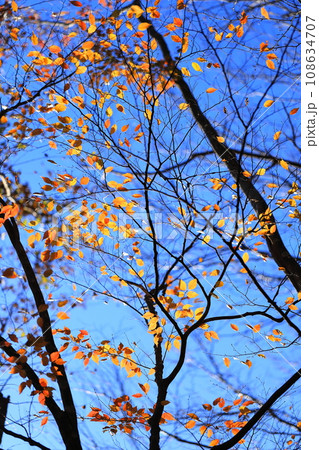 紅葉 108634707