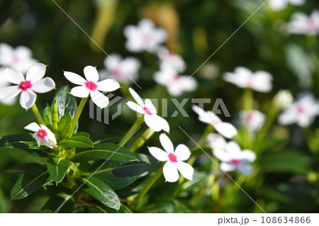 小輪のニチニチソウ 小輪のニチニチソウ 108634866