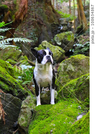 ゆずの里毛呂山町の渓谷の岩場で渓流を見つめるボストンテリアのマイティ君 ゆずの里毛呂山町の渓谷の岩場で渓流を見つめるボストンテリアのマイティ君 108634867