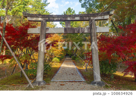 仁和寺　九所明神　石鳥居　拝殿への参道の紅葉 108634926