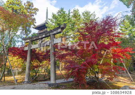 仁和寺　九所明神参道の石鳥居と五重塔　紅葉の季節 108634928