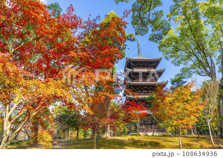 仁和寺　五重塔前の紅葉（京都市右京区） 108634936