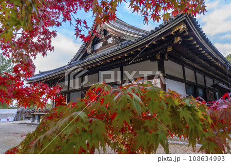 仁和寺　紅葉に包まれた金堂（京都市右京区） 108634993