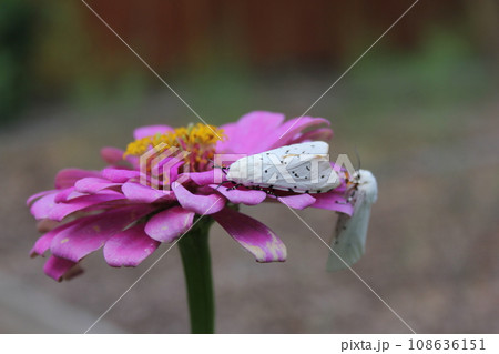 Salt Marsh Moth on Pink Zinnia Flower. Estigmene acrea Rural East Texas 108636151