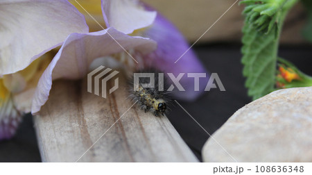 Fuzzy Caterpillar on Wooden Fence With Purple Flowers in Background. Rural East Texas 108636348