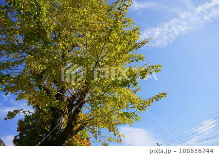 青空とイチョウの木 108636744