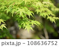 夏のもみじ 108636752