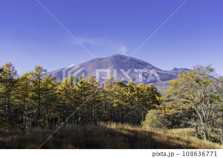 色づいたカラマツと浅間山と青空 色づいたカラマツと浅間山と青空 108636771