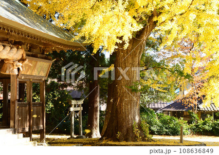 蒜山・福田神社イチョウの紅葉 108636849