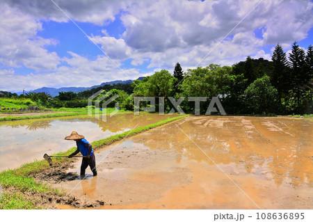 水田 米 稲 108636895