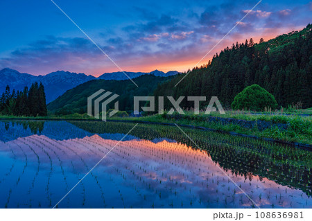（長野県）白馬村・青鬼（あおに）集落の棚田と残雪の北アルプス　夕景 108636981