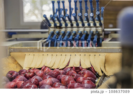 automatic apple picking line automatic apple picking line 108637089
