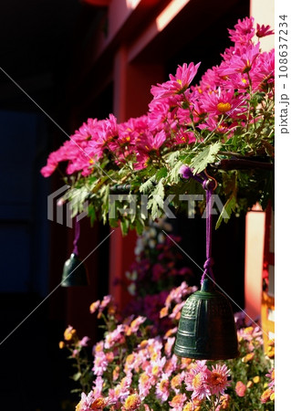 菊の五重塔に飾られたかわいいミニチュアの梵鐘 108637234