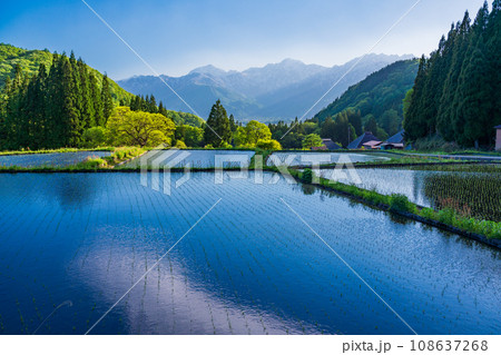 （長野県）白馬村・青鬼（あおに）集落の棚田と残雪の北アルプス　午後 108637268