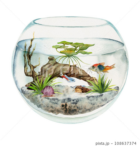 Hand drawn watercolor aquarium fish, algae, bog wood in round fishbowl. Marine exotic underwater illustration. Isolated on white background. Design for shops, brochure, print, card, wall art, textile. Hand drawn watercolor aquarium fish, algae, bog wood in round fishbowl. Marine exotic underwater illustration. Isolated on white background. Design for shops, brochure, print, card, wall art, textile. 108637374