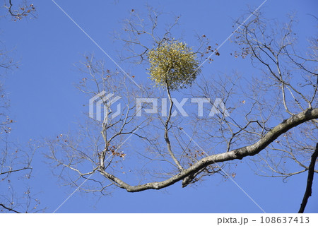 宿り木 宿り木 108637413