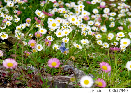 エリゲロンの花畑で蜜を吸うルリシジミ エリゲロンの花畑で蜜を吸うルリシジミ 108637940