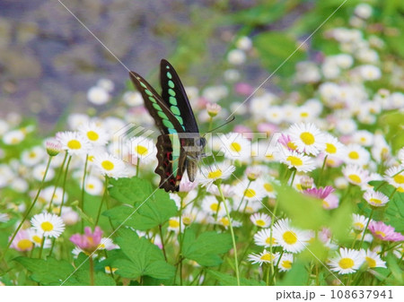 エリゲロンの花畑で蜜を吸うでアオスジアゲハ エリゲロンの花畑で蜜を吸うでアオスジアゲハ 108637941